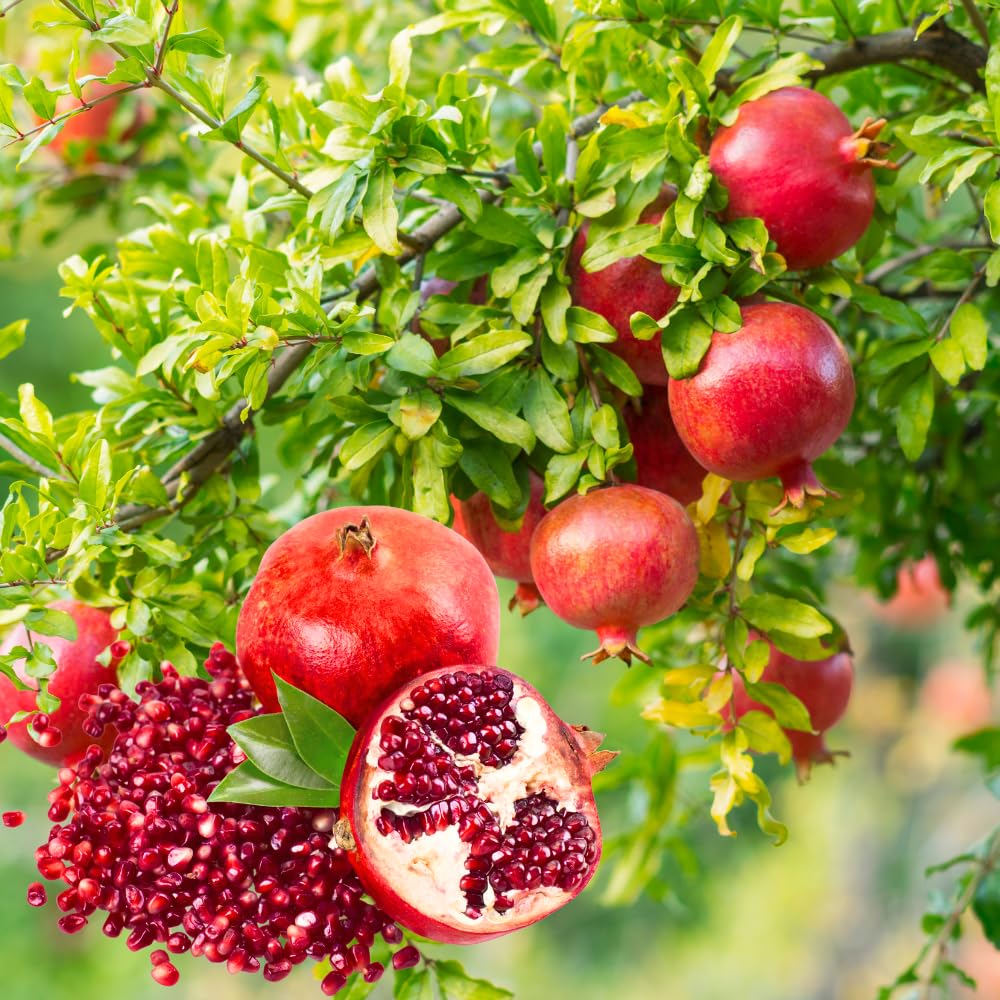 Pomegranate Tree Live Plant, Red Pomegranate Plant in 3 Gal Pot, Sweet Pomegranates, Full Rooted, Large Tree from 2-3 Feet Tall, No Ship to CA