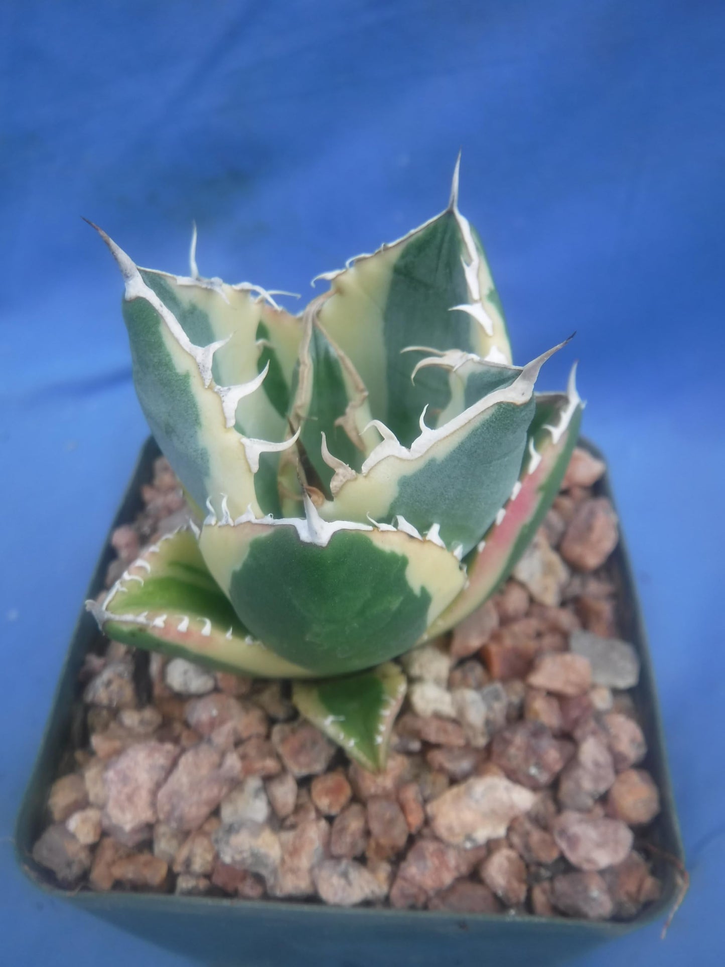Agave Snaggle Tooth Beautiful Variegated Starter Plant! 2" to 3" Wide! Shipped Bare Root! No Pot or Soil!