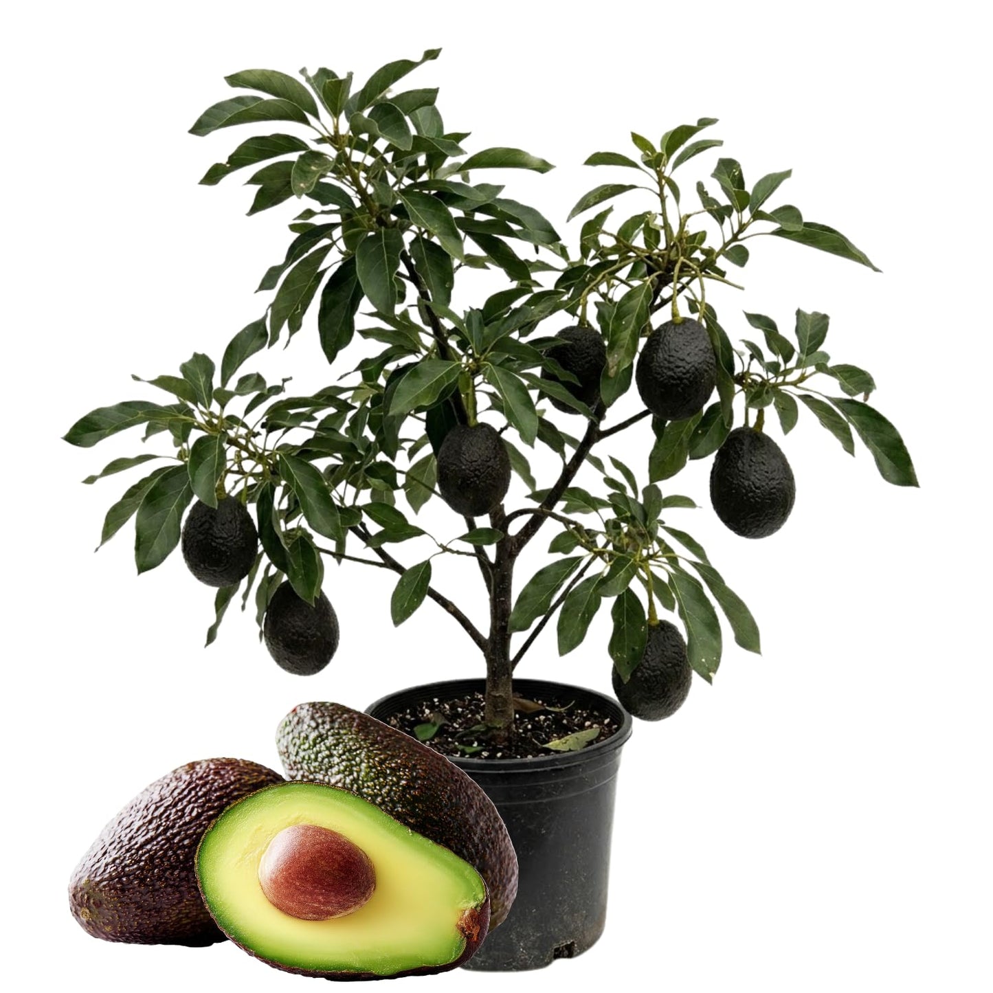 Avocado Tree Live 1-2 Ft Tall in 3 Gallon Pot, Grafted Avocado Tree for Outdoor Garden or Patio Planting, High Yield, Ready to Bear Fruits, No CA (Black Avocado)