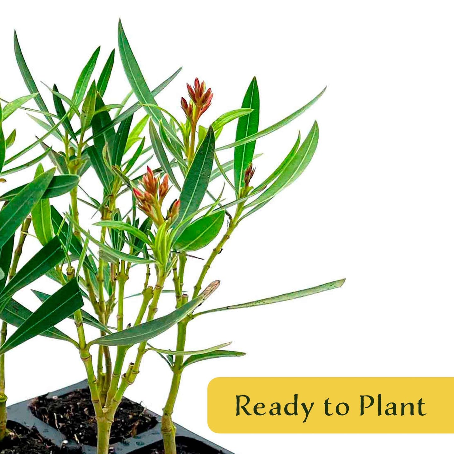6 Petite Pink Oleander – Dwarf Evergreen Rosey Flowering Shrub for Hedges, Borders & Containers (Nerium Oleander ‘Petite Pink’) in 2.5″ Cubes, Live Plants