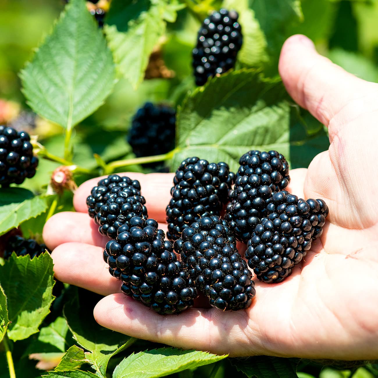 Perfect Plants Apache BlackBerry 3 Gallon | Live Fruit Bush for Gardening | Sweet Edible Berries & Thornless