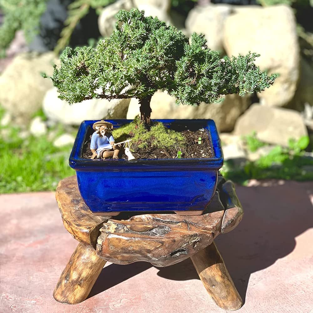 Live Dwarf Juniper Bonsai Tree | Indoor/Outdoor | 100% Handcrafted| Home and Office Décor | Best Gift for Holiday (M)