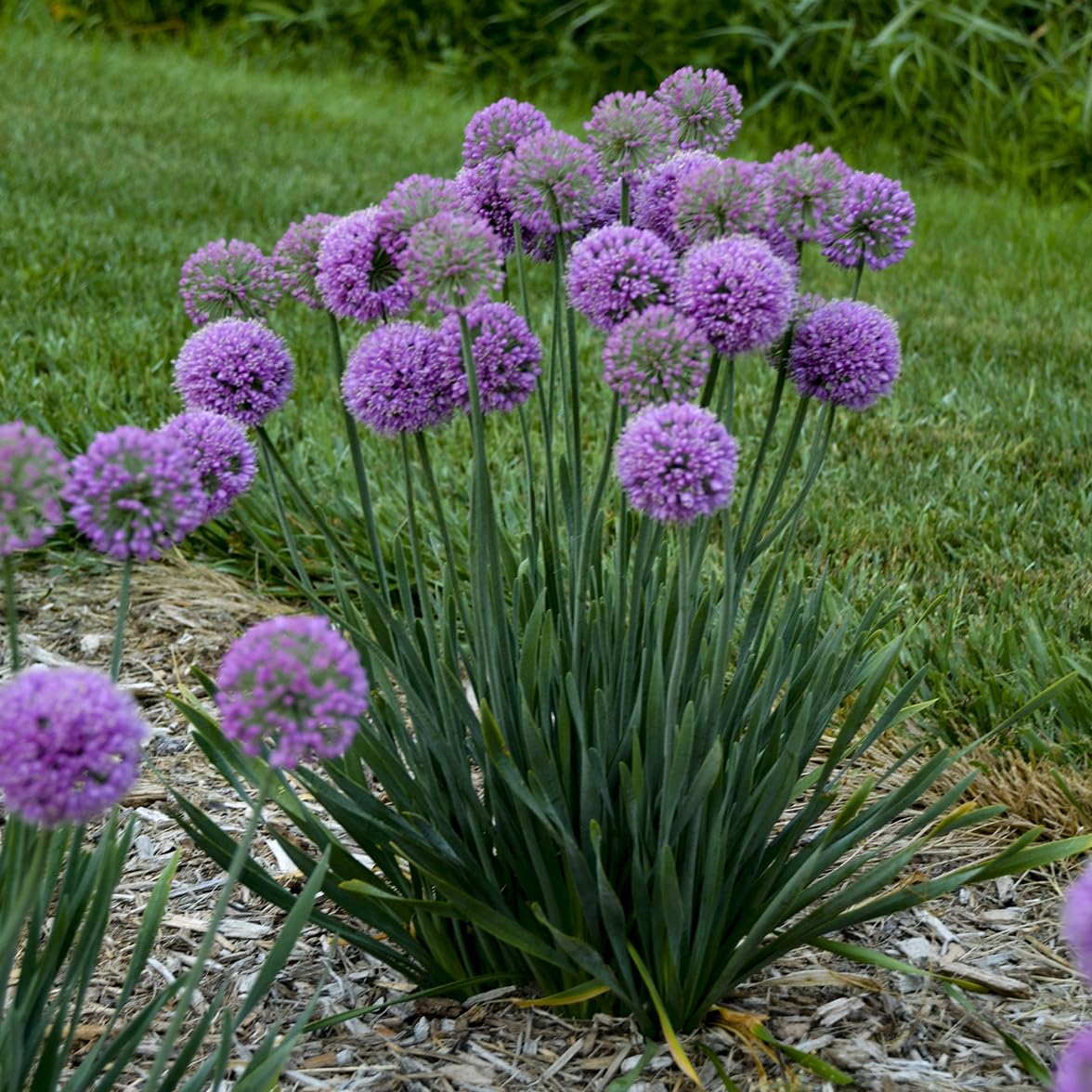 Live Plant from Green Promise Farms - Proven Winners, Allium 'Serendipity' Ornamental Onion, Rosy Purple Flowers - #1 Gallon Size Container