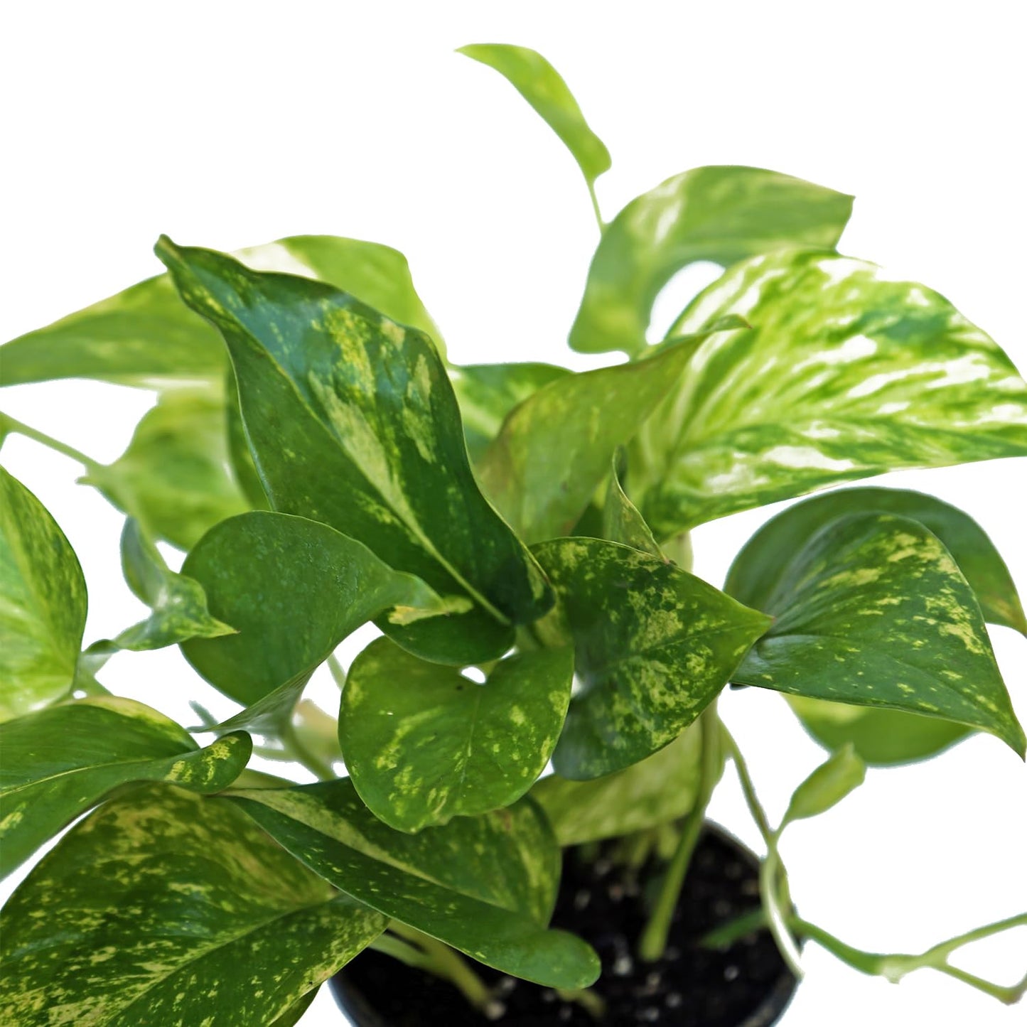 4 Pack Live Golden Pothos, Devil's Ivy Vine, Indoor Trailing Houseplant, Variegated Potted Plant, Sympathy Gift, Live Decor, Birthday Gift, Office Gift, Housewarming Gift in 4" Pot