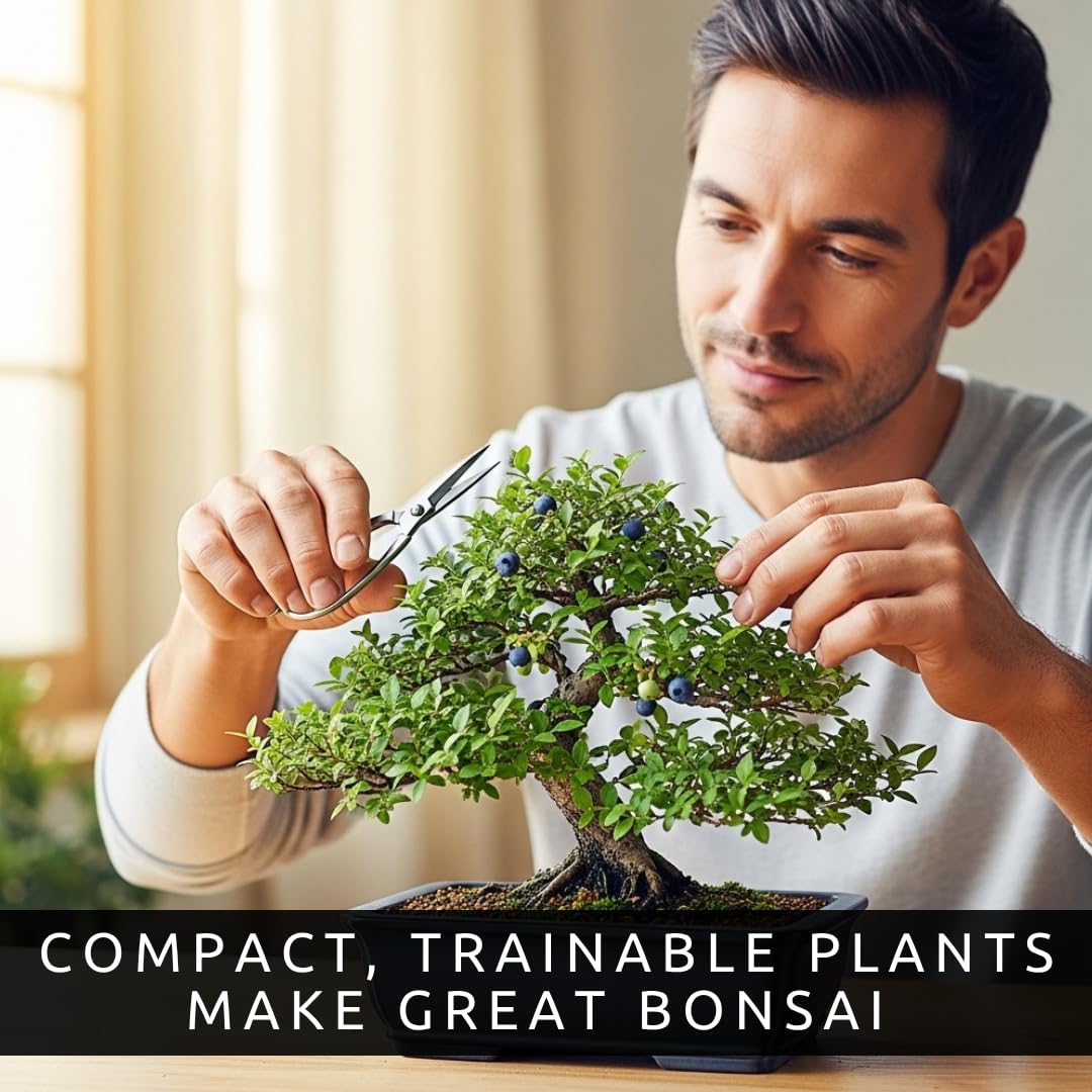 Blueberry Bonsai Tree Seedling – 1 Year Old Live Plant, Well Rooted Fruit Bearing Shrub for Container Growing, Edible Bonsai Starter for Patio, Indoor or Outdoor Gardening