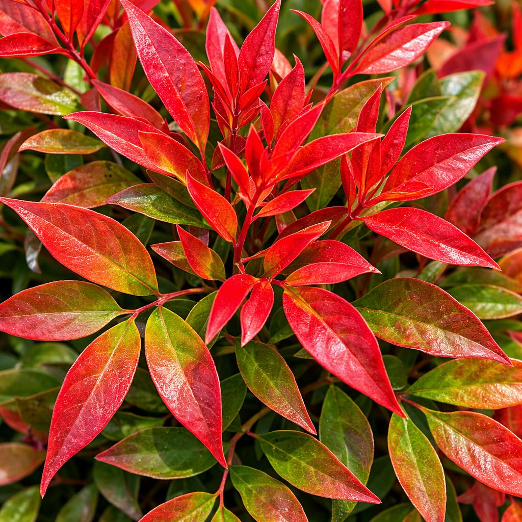 Firepower Nandina 3-Gallon