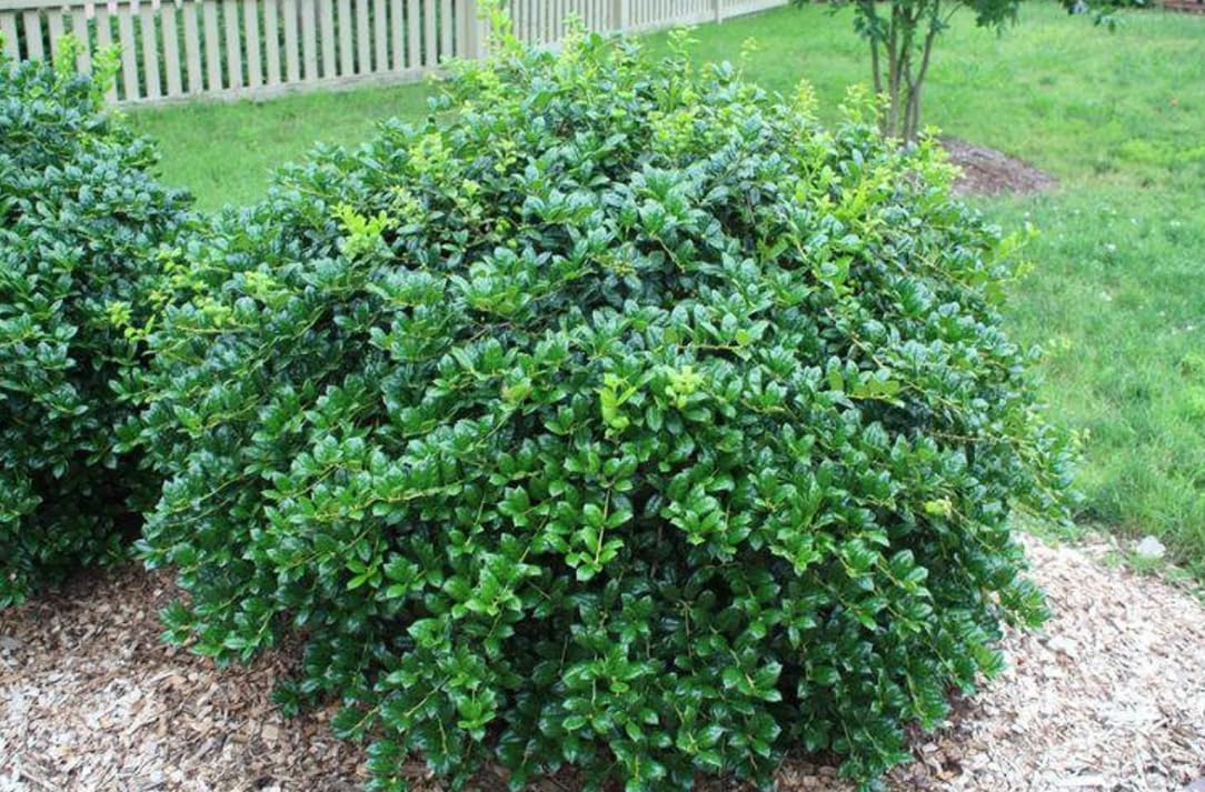 Burford Holly Tree/Shrub - 10-16" Tall Live Plant - Quart Pot - Holly Bush Seedling - Ilex Cornuta 'Burfordii'