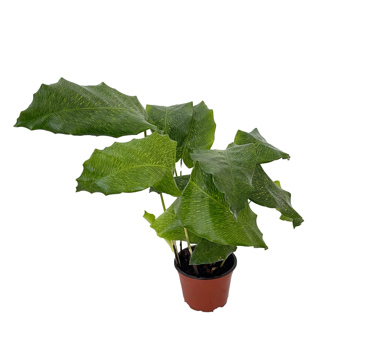 Rare Mosaic Prayer Plant - Network Calathea - Calathea mosaicca - 4" Pot