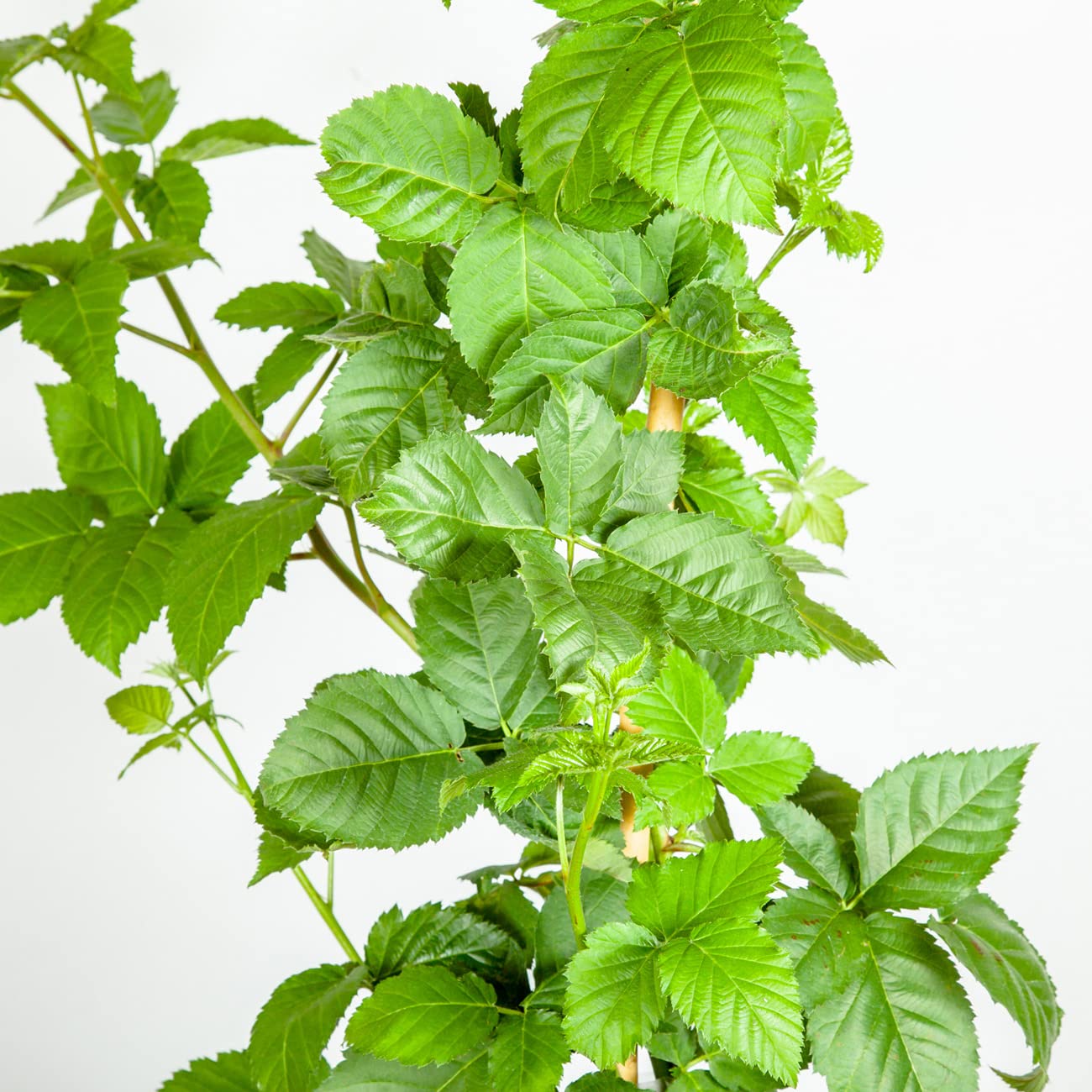 PERFECT PLANTS PrimeArk Freedom BlackBerry Bush 1 Gallon | Live Thornless Fruit for Outdoor Planting | Large Fruits for Home Gardens | Dark Purple Berries Emerge During Early Summer