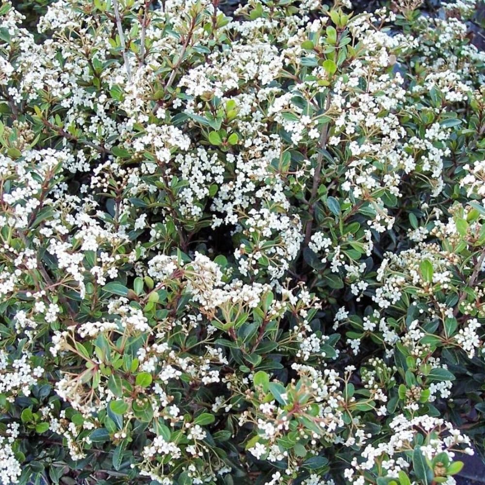 Viburnum Densa (3)
