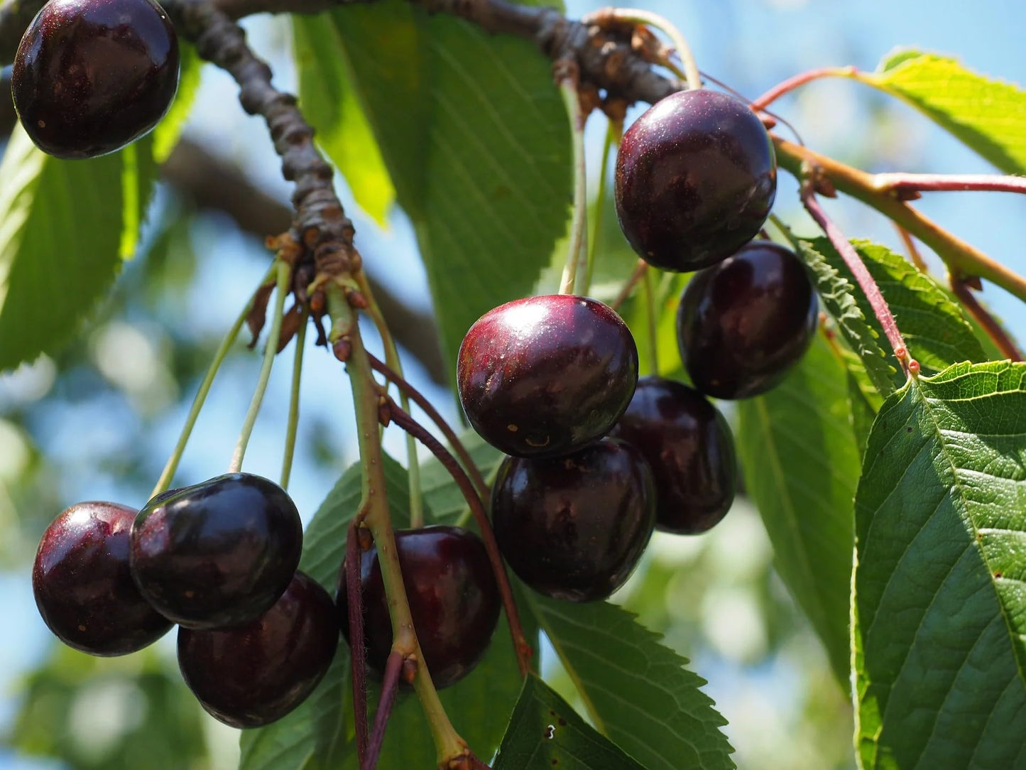 40 Pcs Black Cherry Tree Seeds, Fruit Tree Seeds for Planting, Prunus Serotina Dwarf Cherry Tree with Edible Black Cherries Non-GMO Fruit Seeds for Planting