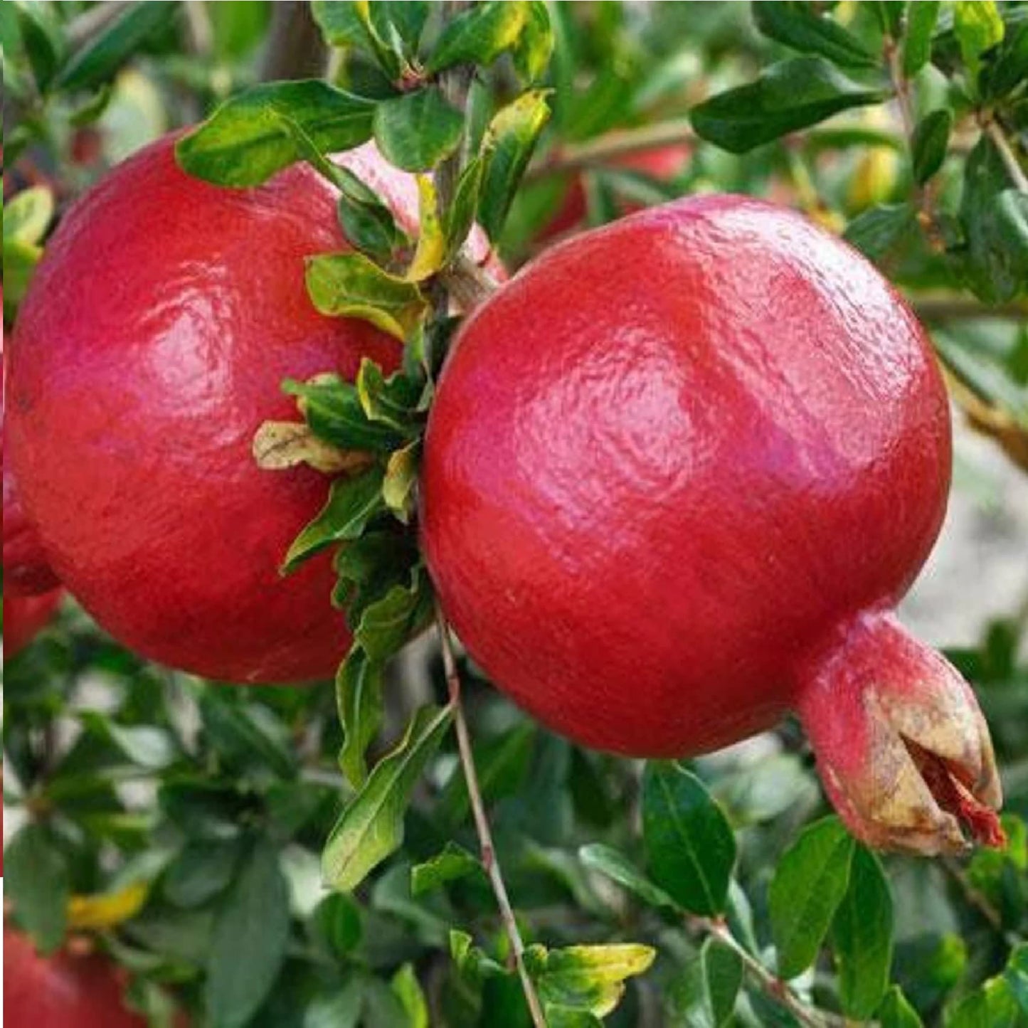 Pomegranate 'Wonderful' (Punica Granatum) - 2 inch Pot Live Plant - Grown in California.
