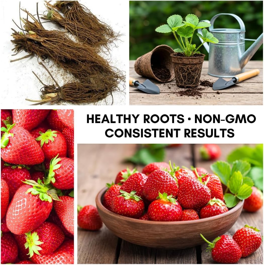 San Andreas Strawberry Plants – Day-Neutral Everbearing Strawberry Plants, High-Yield Sweet Berries, Non-GMO Live Strawberry Starts for Garden, Raised Beds, Containers (5 Plants)
