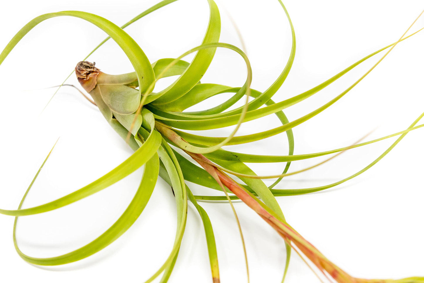 Air Plant Shop Tillandsia Roland Gosselini - Live Succulent House Plants - Home and Garden Decor - Easy Care Indoor and Outdoor Plants (Pack of 1)