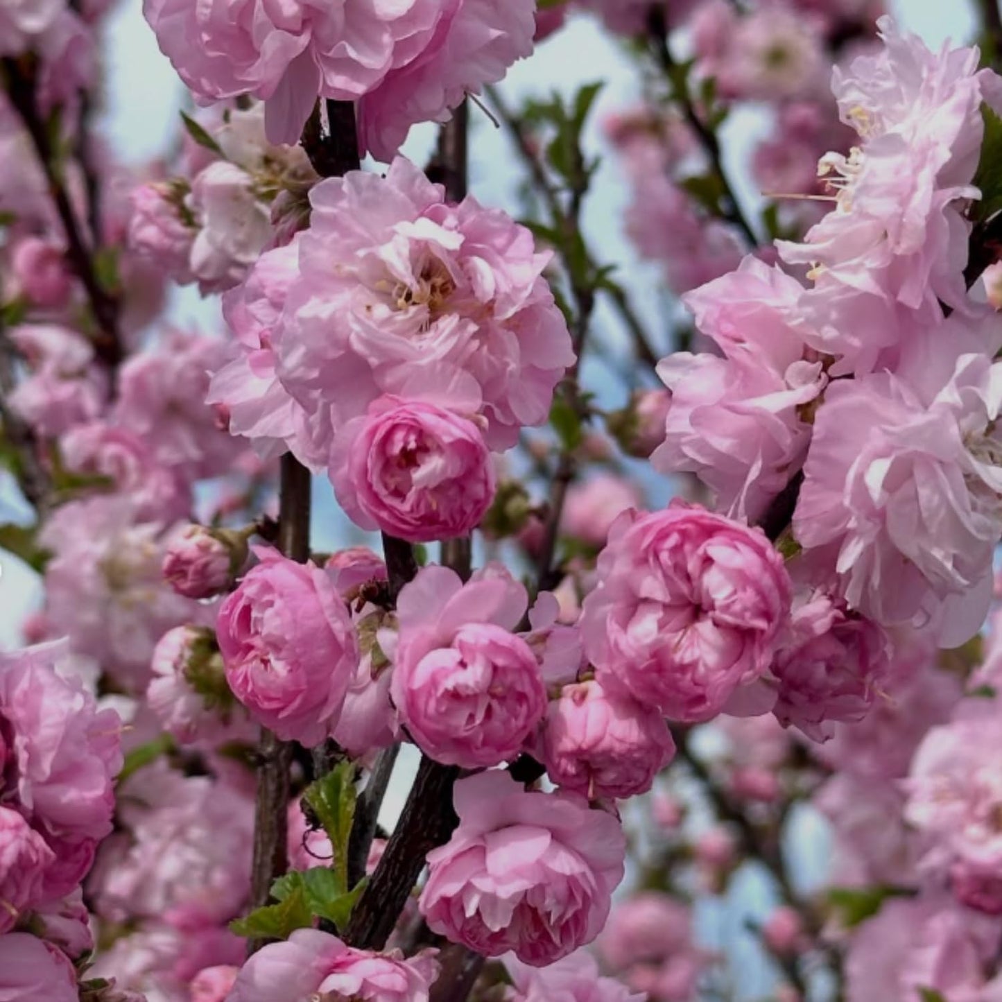 Almond Live Tree Plant, Pink Flowering Almond in Quart Pot, 8-10'' Tall, Perennial Ornamental Flower for Outdoor Garden