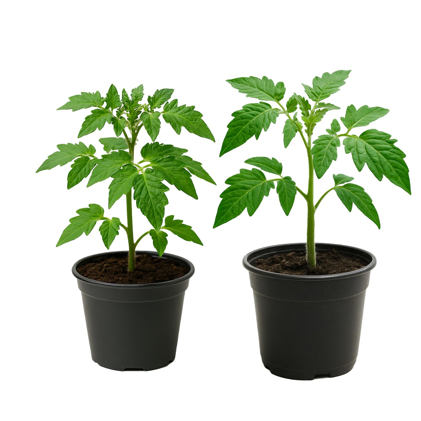 Tomato Live Plant (Determinate) – 4 Inch Pot | Solanum lycopersicum | Compact Italian Paste Tomato | High Yield Plum Fruit | Ideal for Canning, Sauces & Containers