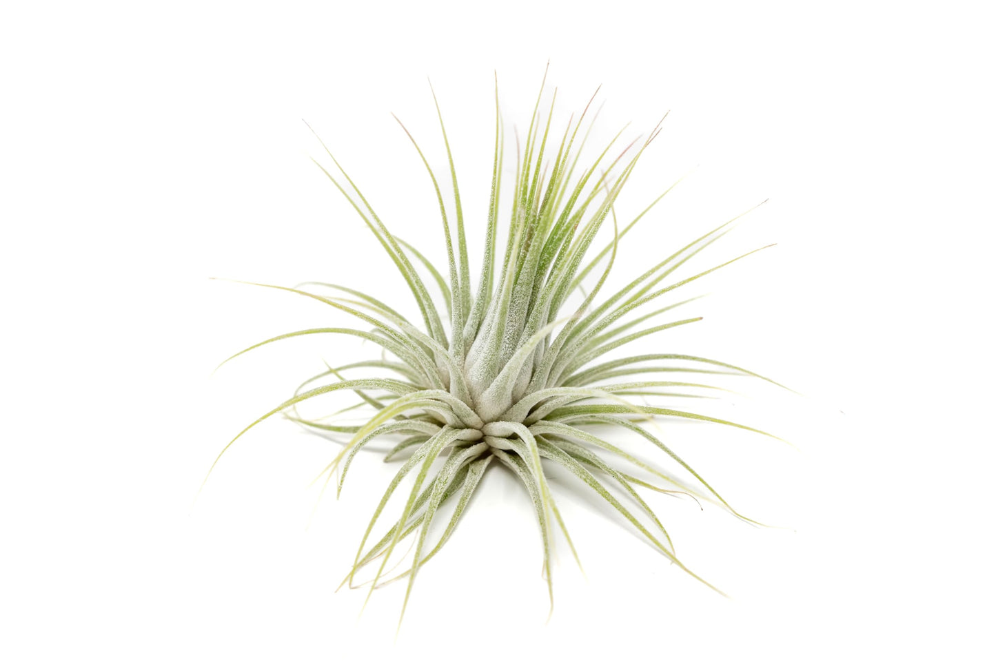 Air Plant Shop 10 Pack XL Tillandsia Ionantha Guatemala- Wholesale and Bulk - Succulents - Live Tillandsia - Easy Care Indoor and Outdoor House Plants