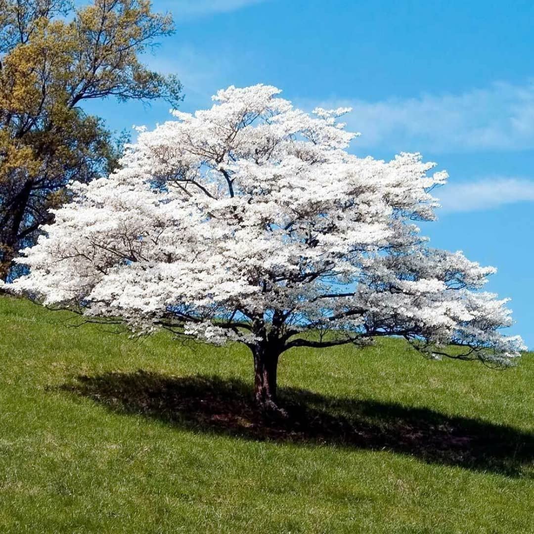 White Dogwood Flowering Tree Live Plant in 4" Pot, Bare Root to CA