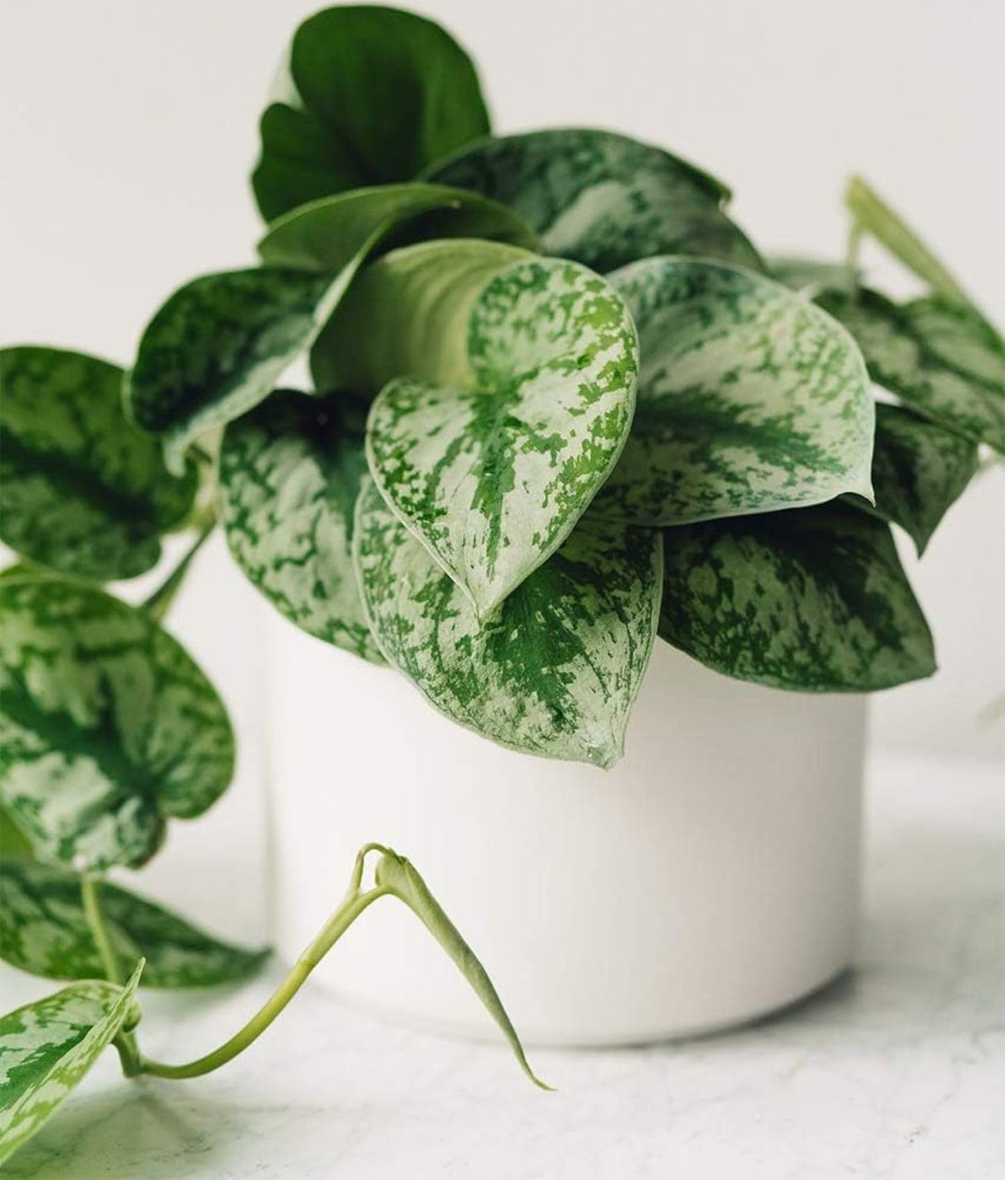 American Plant Exchange Silver Splash Pothos – Live 6-Inch Potted Satin Pothos Vine, Easy-Care Air Purifying Houseplant, Fast-Growing Indoor Plant for Home, Office & Modern Tropical Indoor Décor