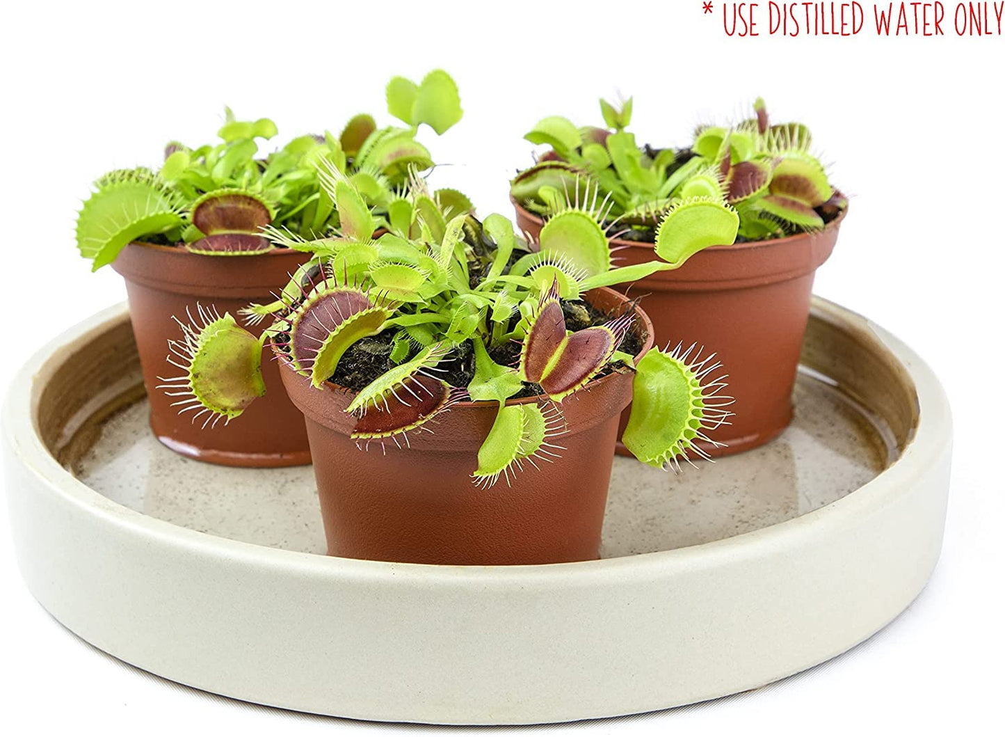 Altman Plants Live Venus Fly Traps Carnivorous Plants (3PK), Live Plants & Indoor Plants for Kids, Live Venus Fly Trap Plant Terrarium Plant Trio in Adult Venus Fly Trap Soil & Carnivorous Plant Soil