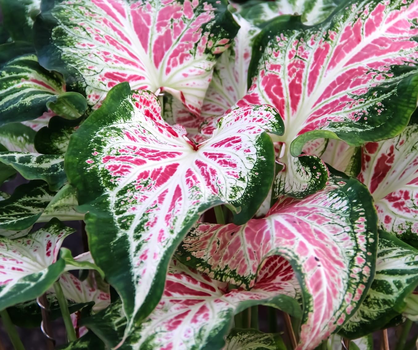 6 "Rich Like a Boomer Caladium Bulbs for Planting - Perennial Hosta, Elephant Ears, Fancy (6 Bulbs) - Brings Luck and Wealth