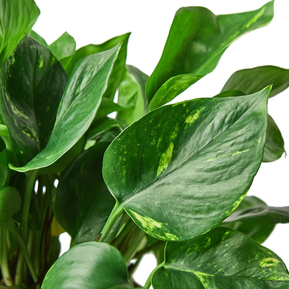 Golden Pothos Indoor Plant, Live Epipremnum Aureum in 4 Inch Pot, Variegated Green Leaves