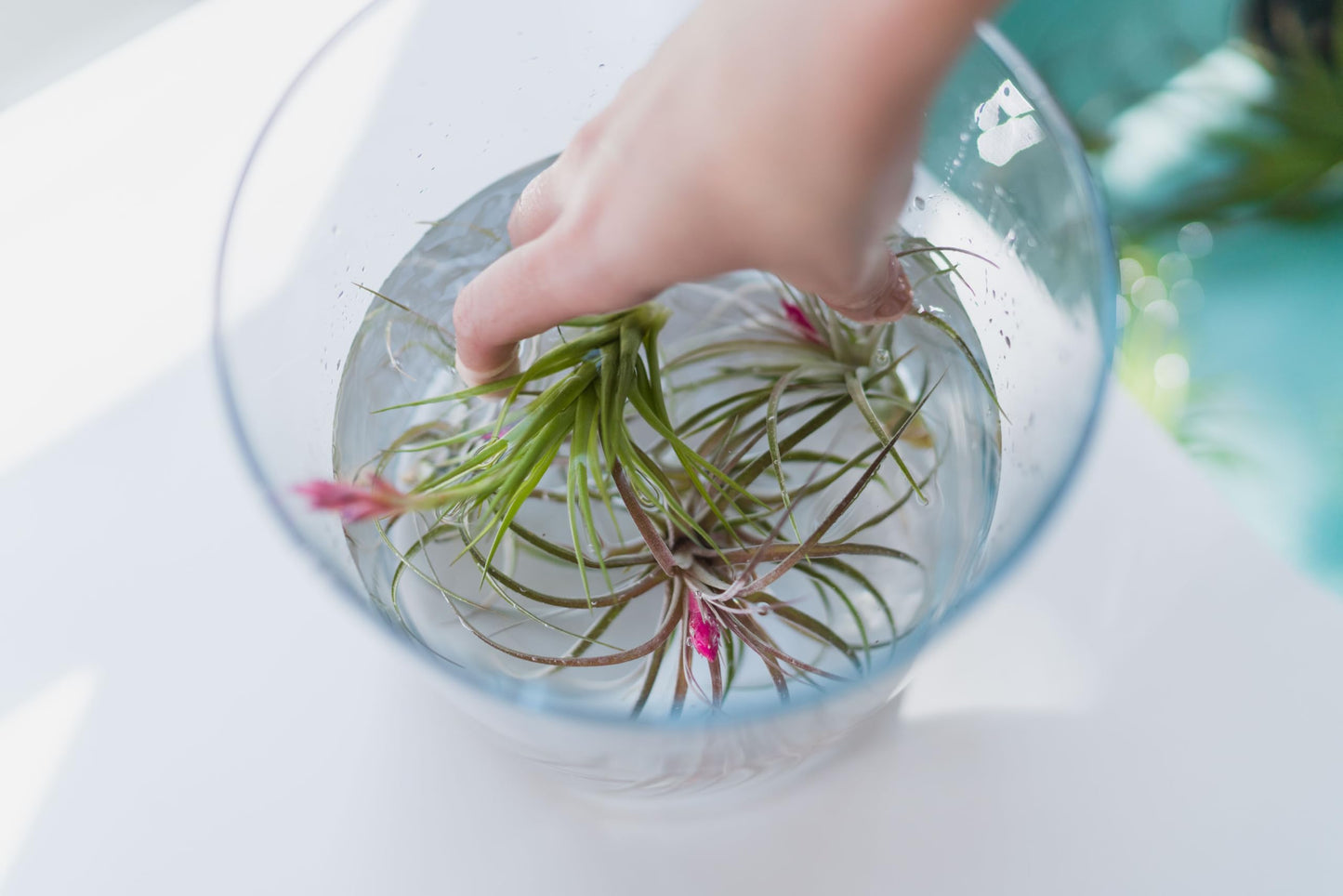 (Pack of 3) Tillandsia Stricta Aeranthos Hybrid Air Plants - Blooms Vary Due to Seasonality - Wholesale and Bulk - Succulents - Live Tillandsia - Easy Care House Plants by Air Plant Shop