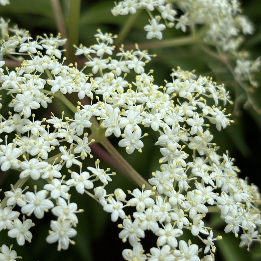 Black Elderberry Plants Live, 2-3ft Tall, Black Elderberry Bush Shrub for Outdoor Planting, Perennial Berry Fruit Trees