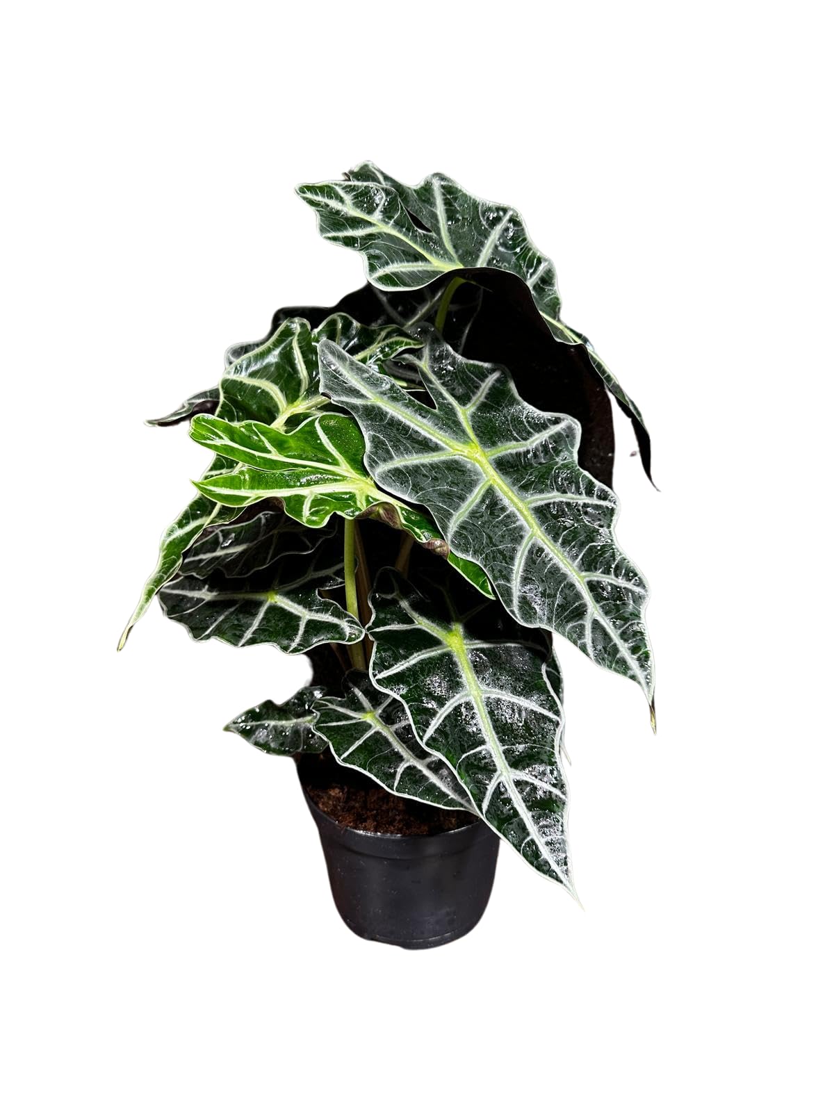 Alocasia Polly African Mask Plant in a 4" Nursery Pot - Tropical Indoor Plant - Air Purifier Houseplant for Gift