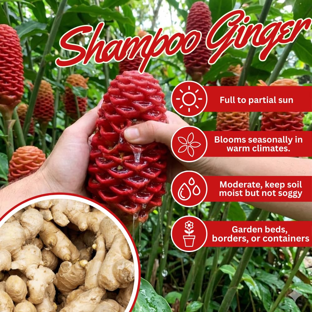 3 Shampoo Ginger Rhizomes for Planting, Live Awapuhi Shampoo Ginger Roots to Grow, Zingiber Zerumbet Fresh Ginger Plant Live