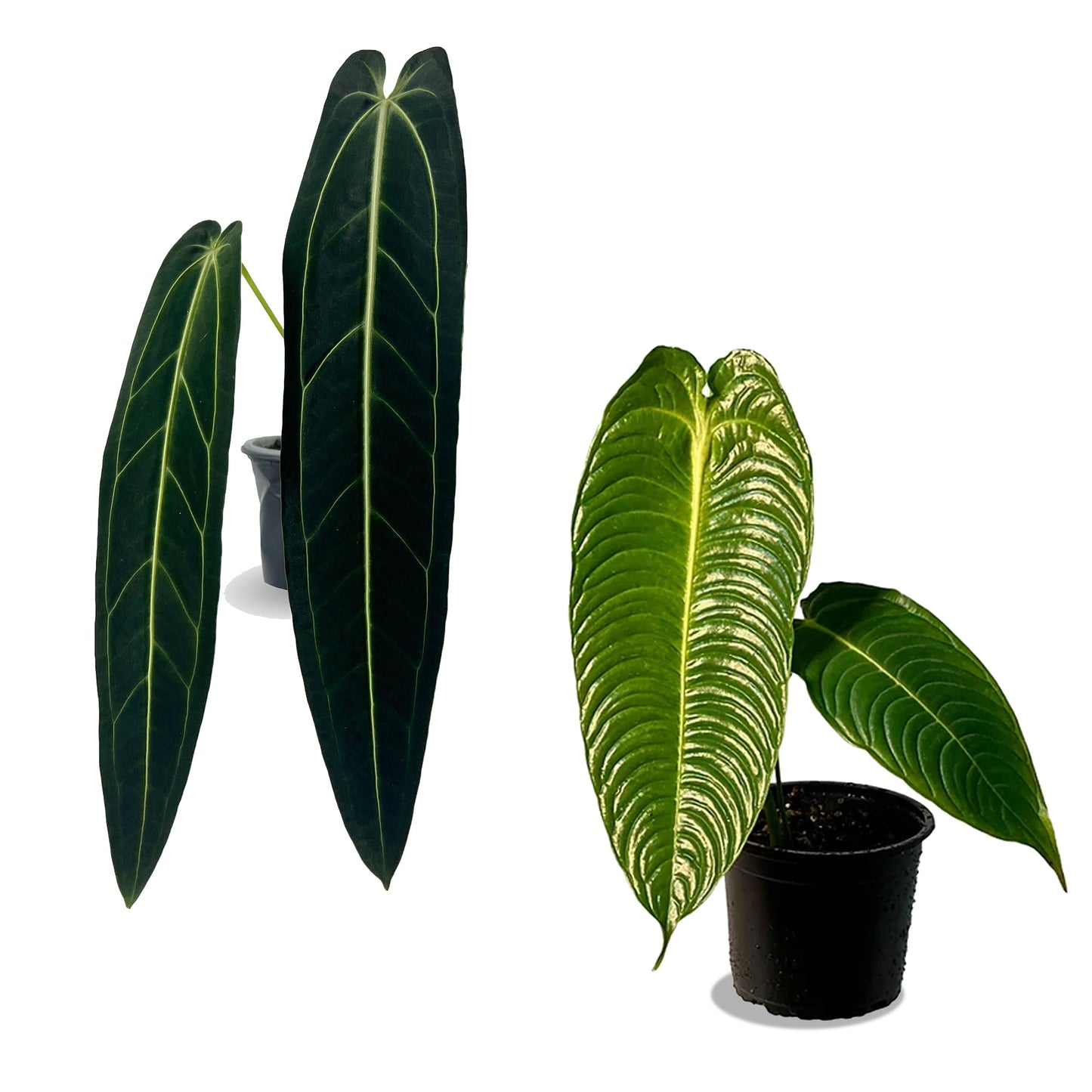 LEAL PLANTS ECUADOR Anthurium Warocqueanum + Veitchii (Pack of 2) Bundle Indoor Plants| Rare Queen & King Anthurium Hybrid|Tropical Premium Houseplants for Home & Office Decor