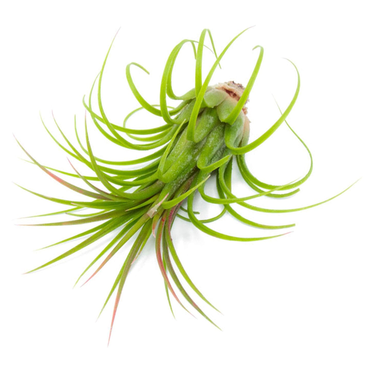 Tillandsia Air Plants Live Indoor Plants (100 Pack), Air Plants Bulk Party Favors or Wedding Favors Live Plants, Air Plant Lover Gifts, DIY Terrarium Kit, Air Succulents Plants Live by Plants for Pets
