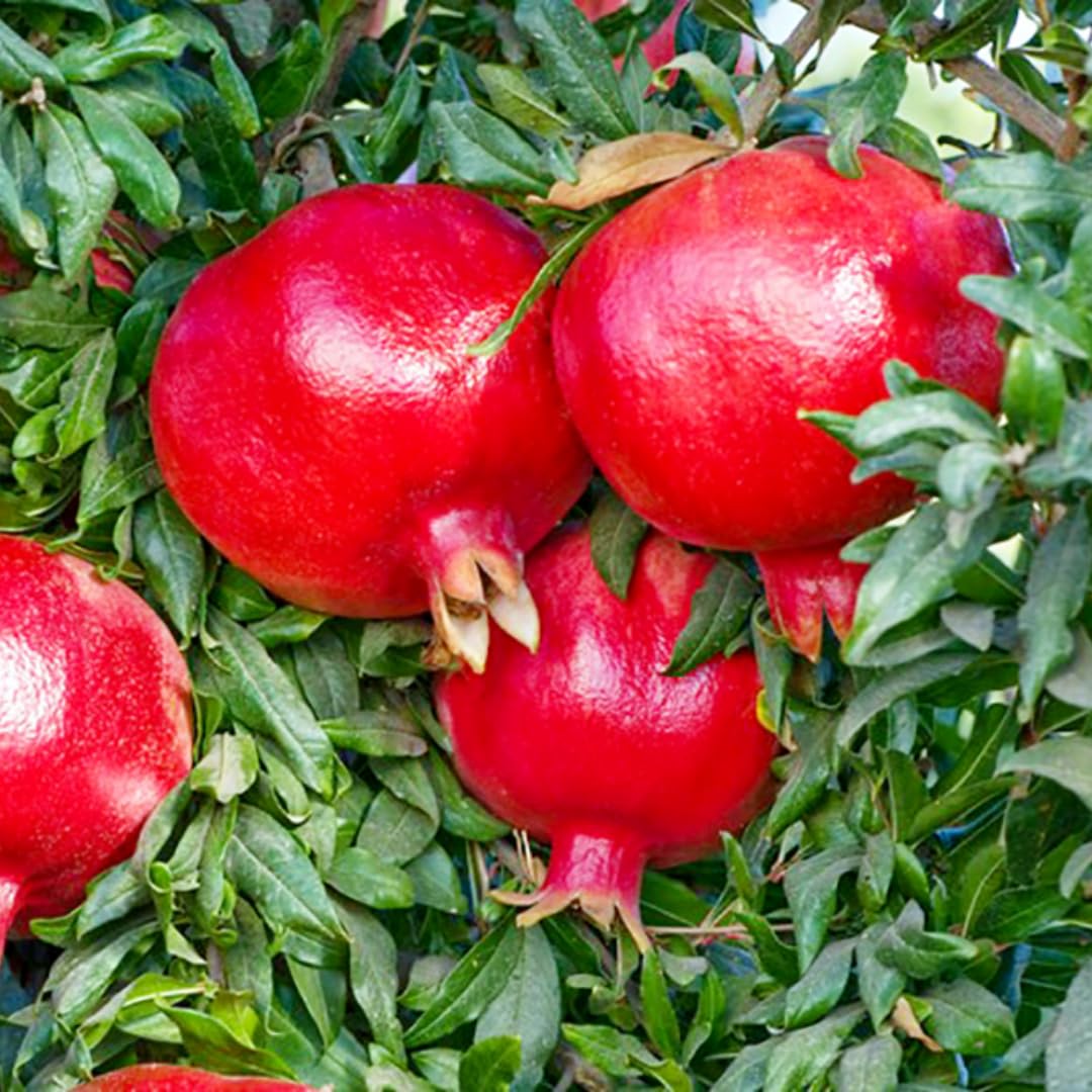 1 Year Old Pomegranate Tree Live Plant Seedlings in 4" Pot for Outdoor Growing, Cold Hardy, Zones 5-9