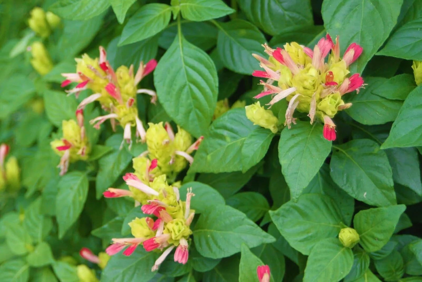 Live Plant - Fruit Cocktail Shrimp Plant Well Rooted Starter Plant Justicia Brandegeana