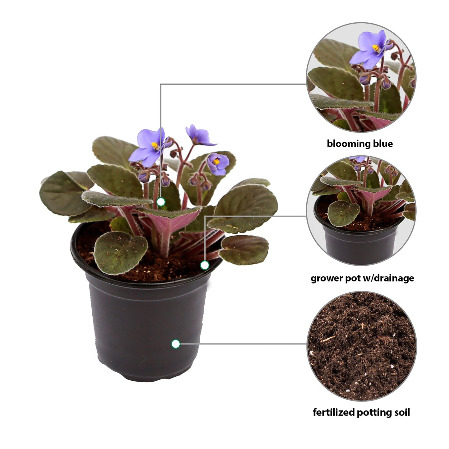 Live Combo 4 Plants African Violets, Blooming Plant, Plant Lover Gift, Housewarming Gift, Birthday Gift, Floral Arrangements, Thank You Gift in 4" Pots