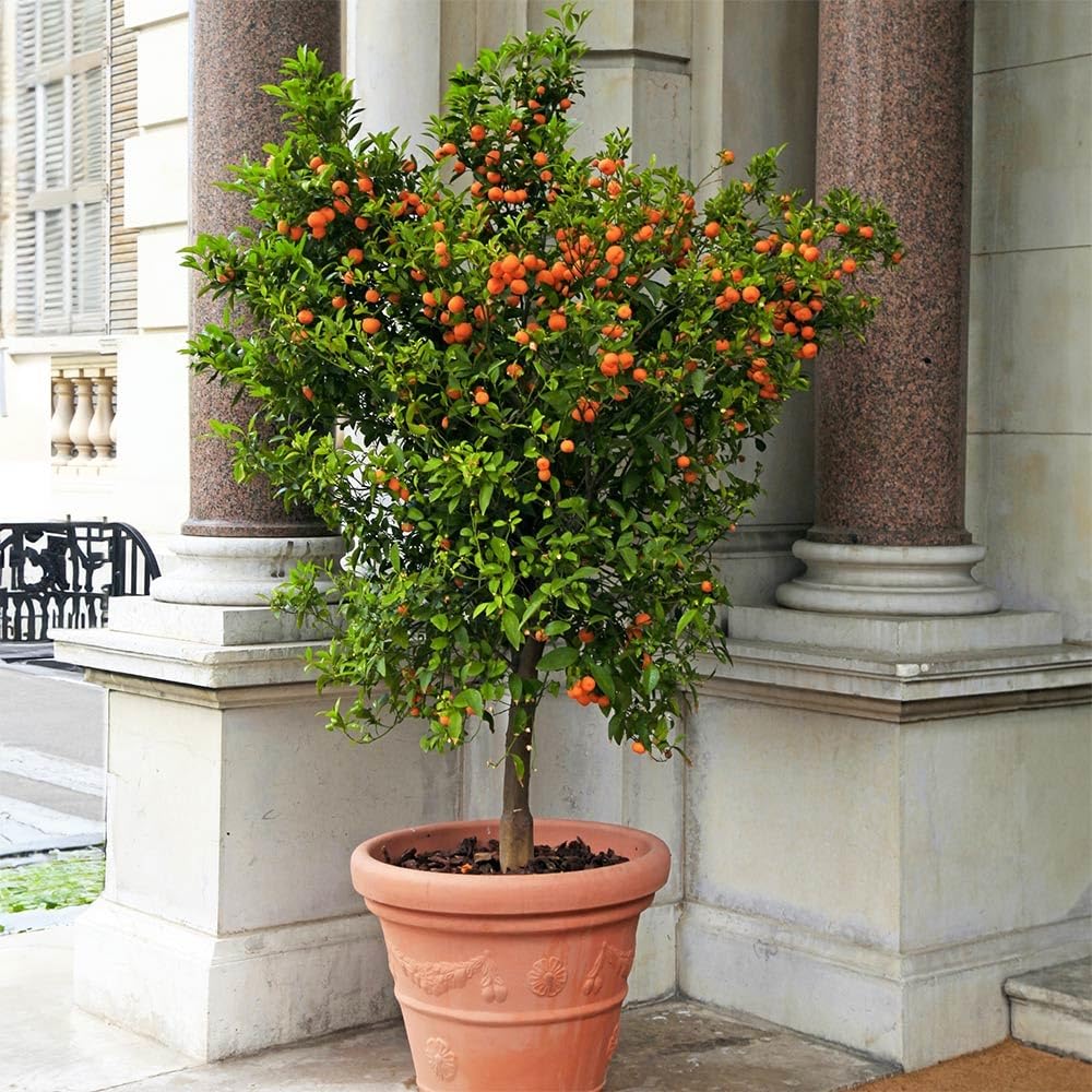 Brighter Blooms - Calamondin Orange Tree, 3-4 ft. - No Shipping to AK, AL, AZ, CA, FL, GA, HI, LA, MS, OR, TX