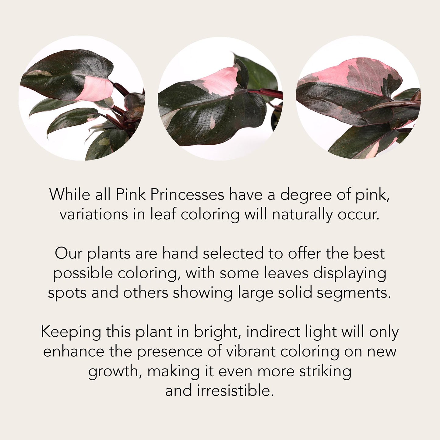 Green Circle Growers Live Pink Princess Philodendron in White Ceramic Pot – Vibrant Variegated Leaves, Perfect Indoor Houseplant, 5-Inch Decorative Planter