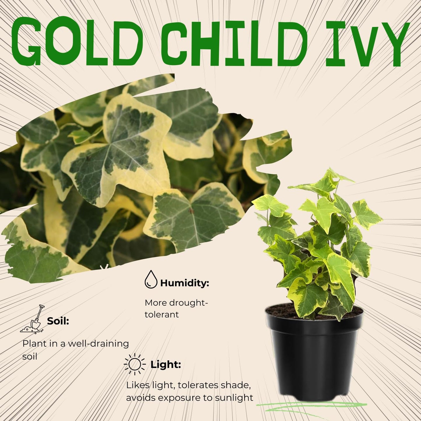 Trailing English Ivy Live Plant, Hardy Ivy Plants in 4" Pot, Climbing Plants Outdoor Garden, Easy Care House Plant (Variegated Yellow Green)
