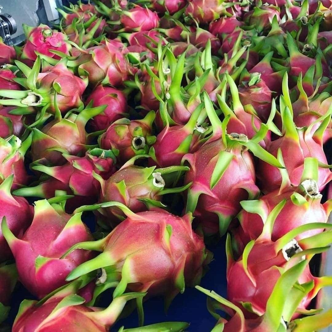4" Red Dragon Fruit Live Plant, Tropical Dragon Fruit Live Plant in Pot, Tropical Tree for Planting Garden