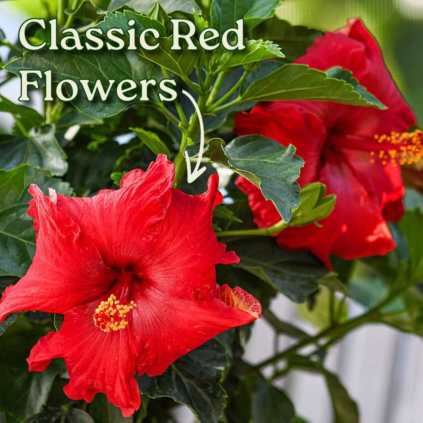 Tropical Plants of Florida - Red Hibiscus Bush Dwarf - Flowering Plants Live - 12" to 16" Overall Height - 1 Gallon Planter
