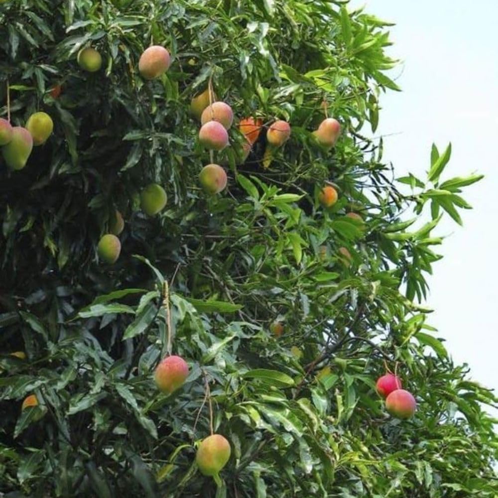 Grafted Mango Tree Live Plant 2-3ft 3 Gallon, Live Tropical Fruit Plant, Sweet Mango Variety for Outdoor Garden, No Ship to CA