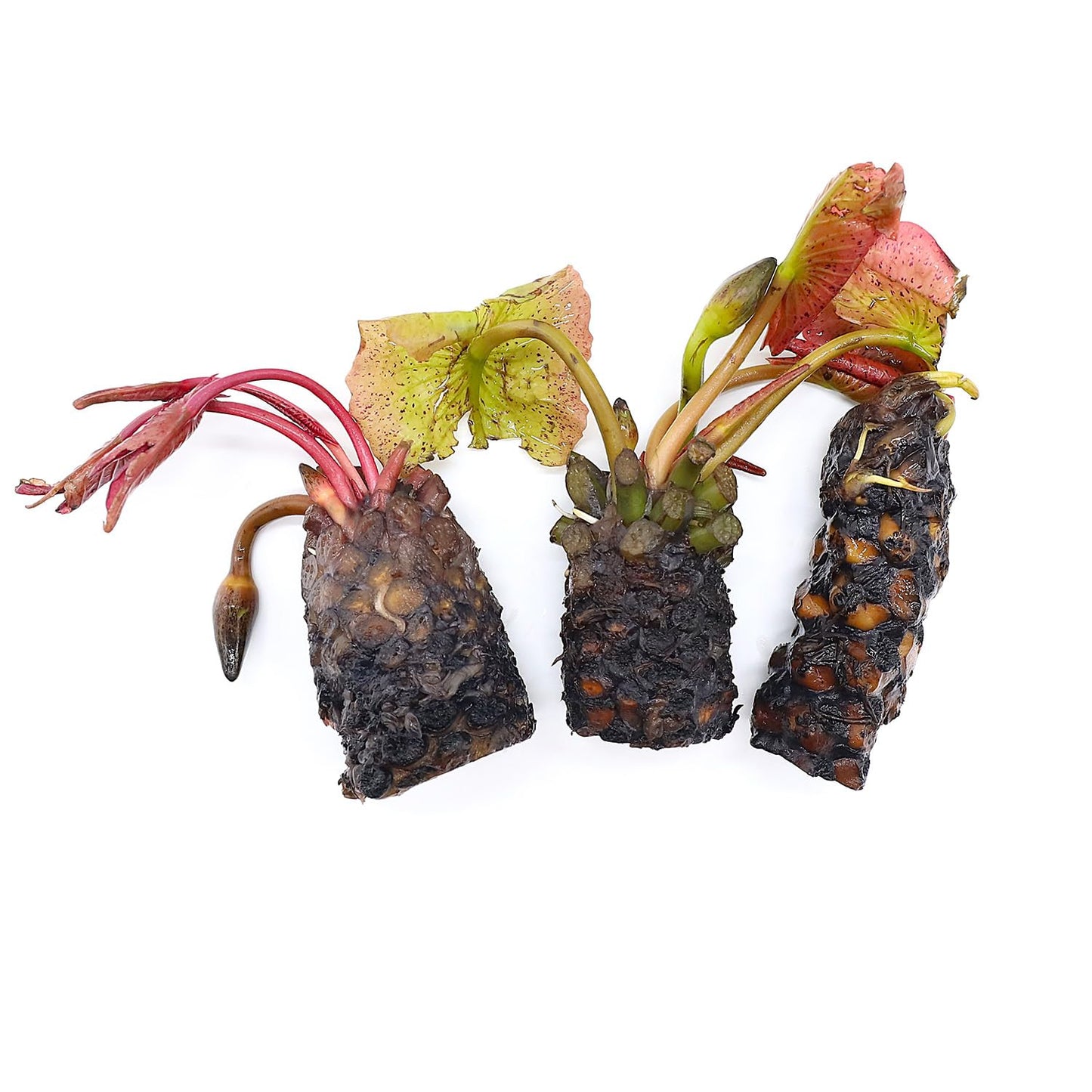 6 Live Colorado Water Lily Tubers – Hardy Orange Nymphaea Pond Lily Rhizomes for Outdoor Ponds and Water Gardens