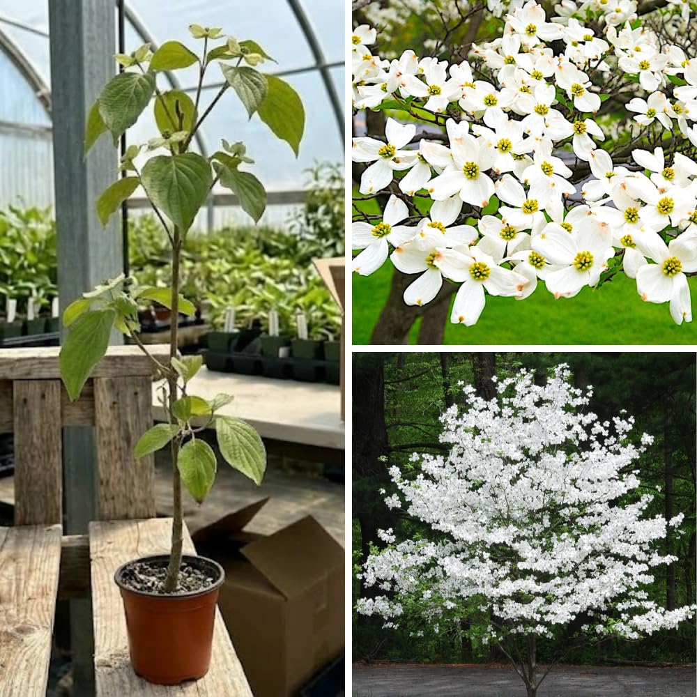 White Dogwood Tree Live Plant for Planting Outdoor, 6-13 Inch Tall, Dogwood Live Plant Dogwood Bush, Dogwood Plant Live, in Pot