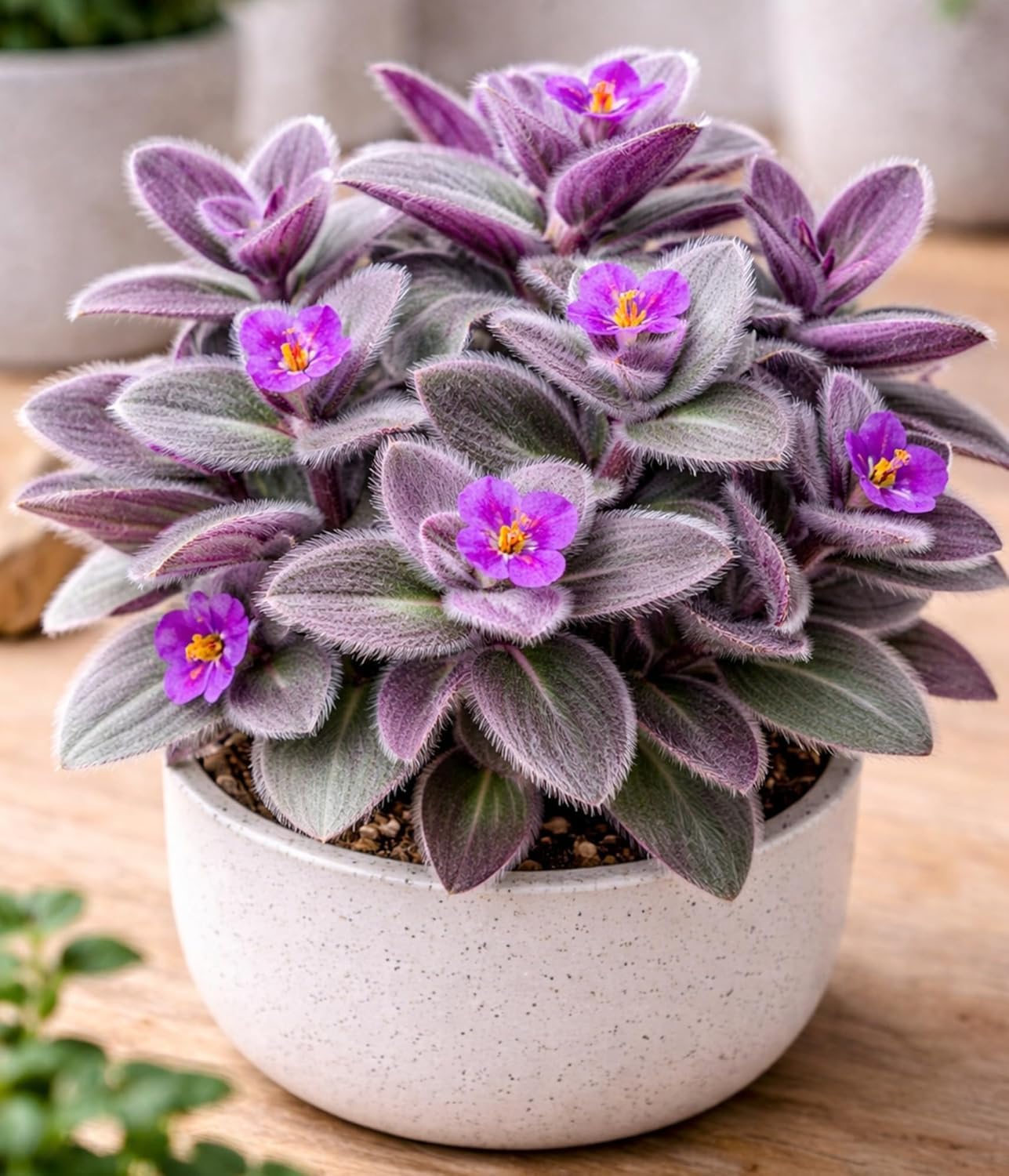 4 Pale Puma Wandering Dude Cuttings to Grow - Tradescantia pallida - Fuzzy Leaf Wandering Jew, Great Indoor House Plant