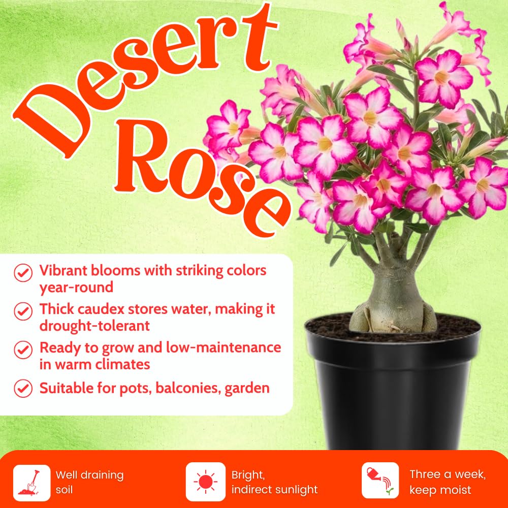 Desert Rose Plant Live, Adenium Bushes Well Rooted, Adenium Obesum Flowers Plant for Indoor Outdoor Garden, Flowering Succulent, 4-6 Inches Tall, No Pot (Pink)