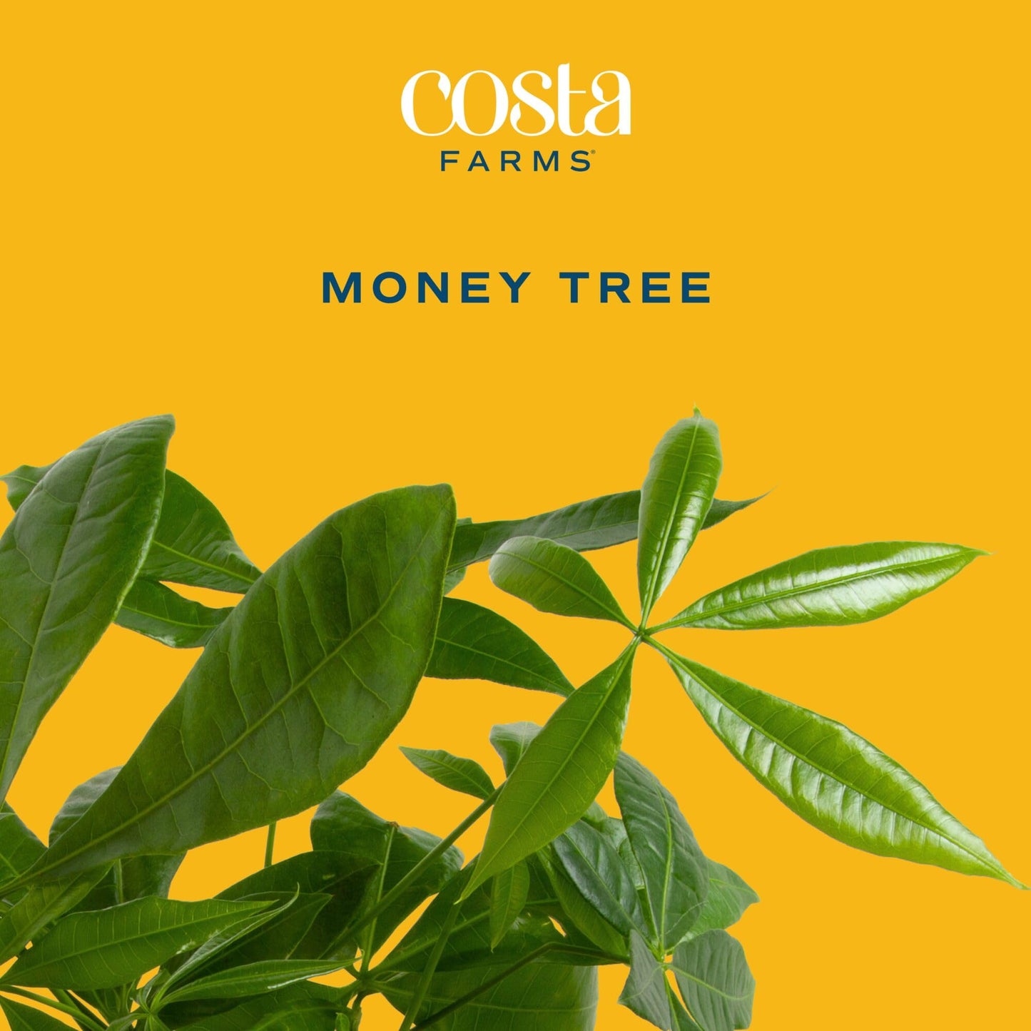 Costa Farms Money Tree Live Indoor Plant, 10 Inches Tall, Pachira Aquatica Bonsai-Style Real Plant, Pet-Friendly Real Houseplant in Decorative Pot, Desk or Office Decor Gift