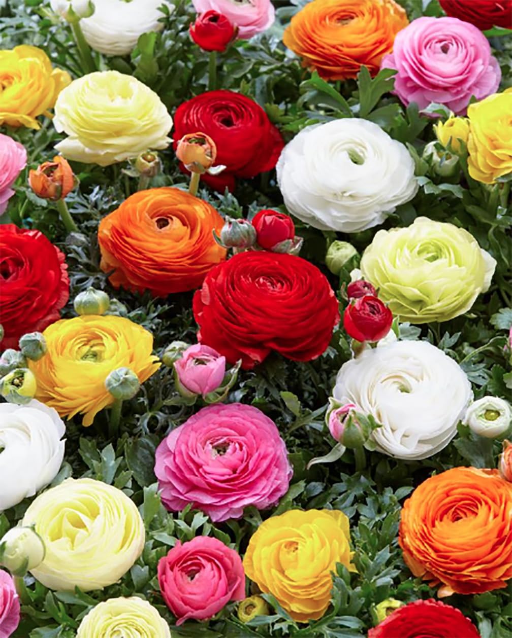 White French Peony Ranunculus - 12 Largest Size Corms, Premium Bulbs for Growing Flowers, Stunning White Blooms, Ideal for Garden Beds, Perfect for Spring Planting
