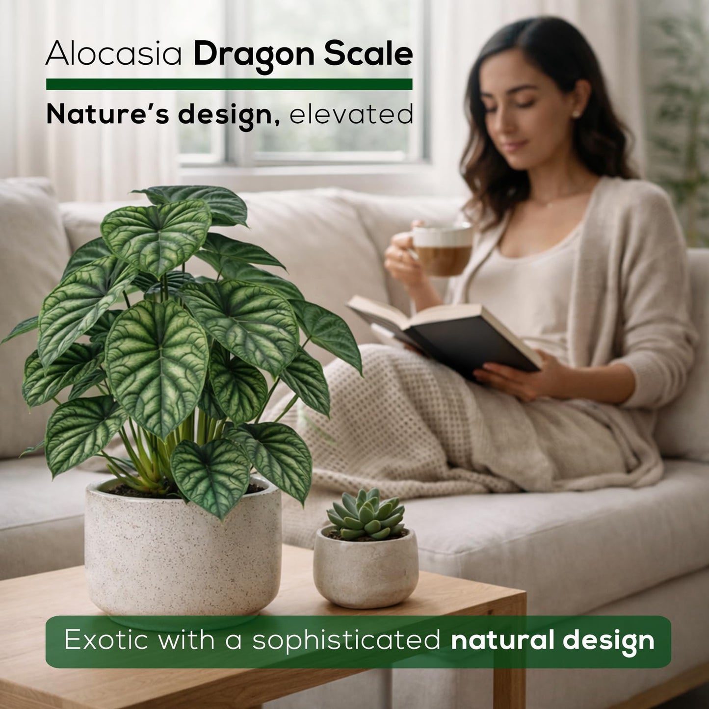 Alocasia Dragon Scale (4 Pack) Live Plant, Rare Indoor Alocasia, Elephant Ear Tropical Houseplant, Textured Foliage Plant, Starter Size Alocasia Plant,Houseplant for Home Decor and Indoor Growing