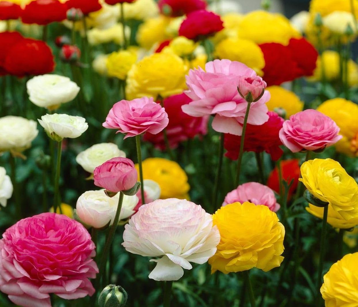 Mixed Peony Ranunculus Bulbs- Persian Buttercup -10 Corms Bulbs Flowering Blooms Perennial Bulbous Root Garden Plant (Mixed Color)