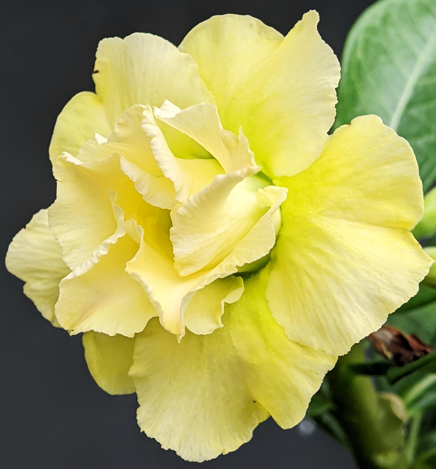 100 Desert Rose Seeds for Planting Mixed Color Ready to Grow Adenium Obesum Seed Exotic Succulent Colorful Bonsai Plant Tropical Rose Flower Planting Non-GMO Heirloom (100, Seeds)
